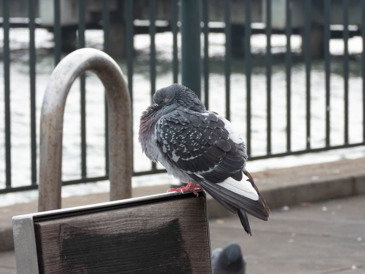 Rock Pigeon