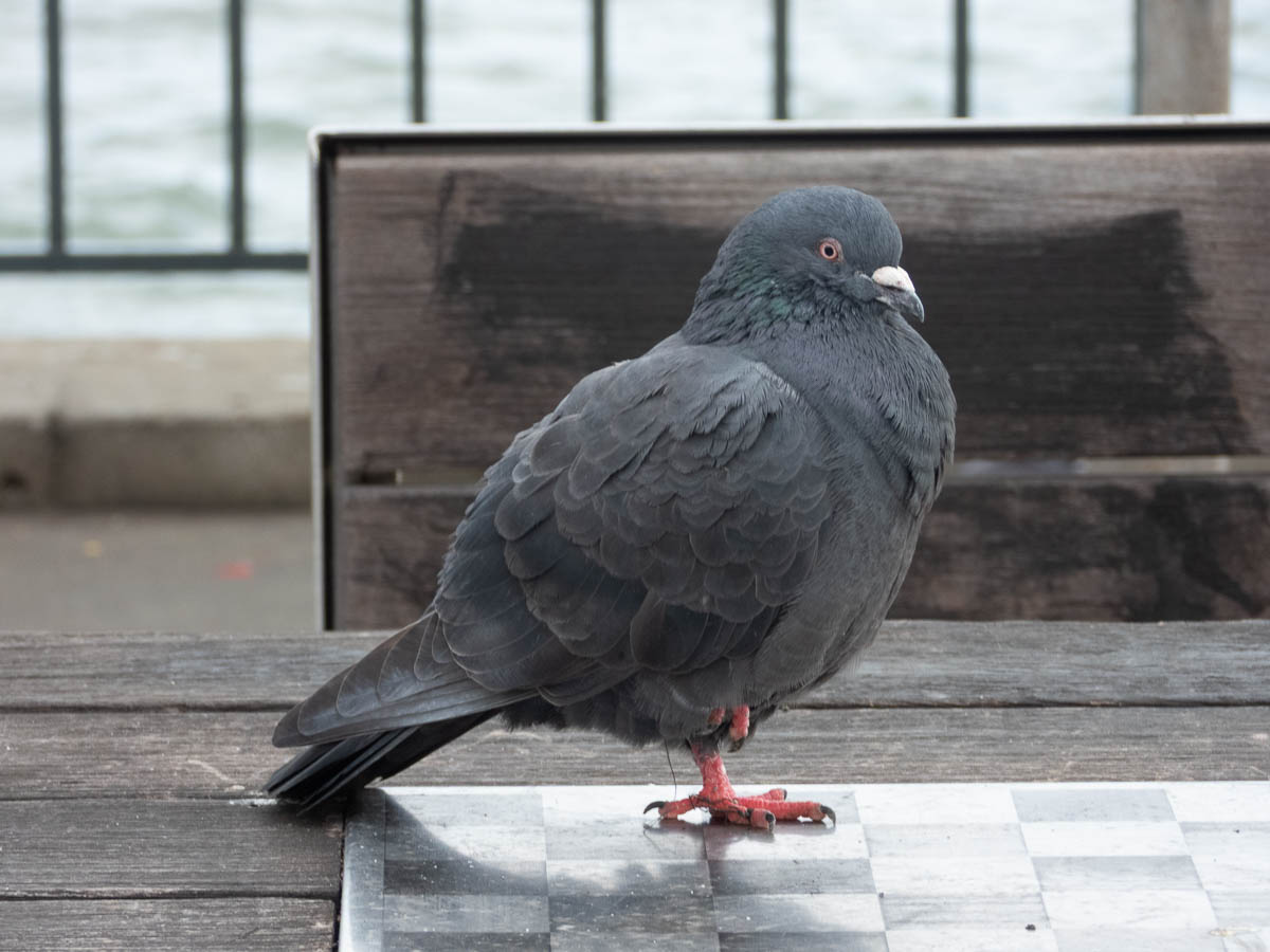 Rock Pigeon