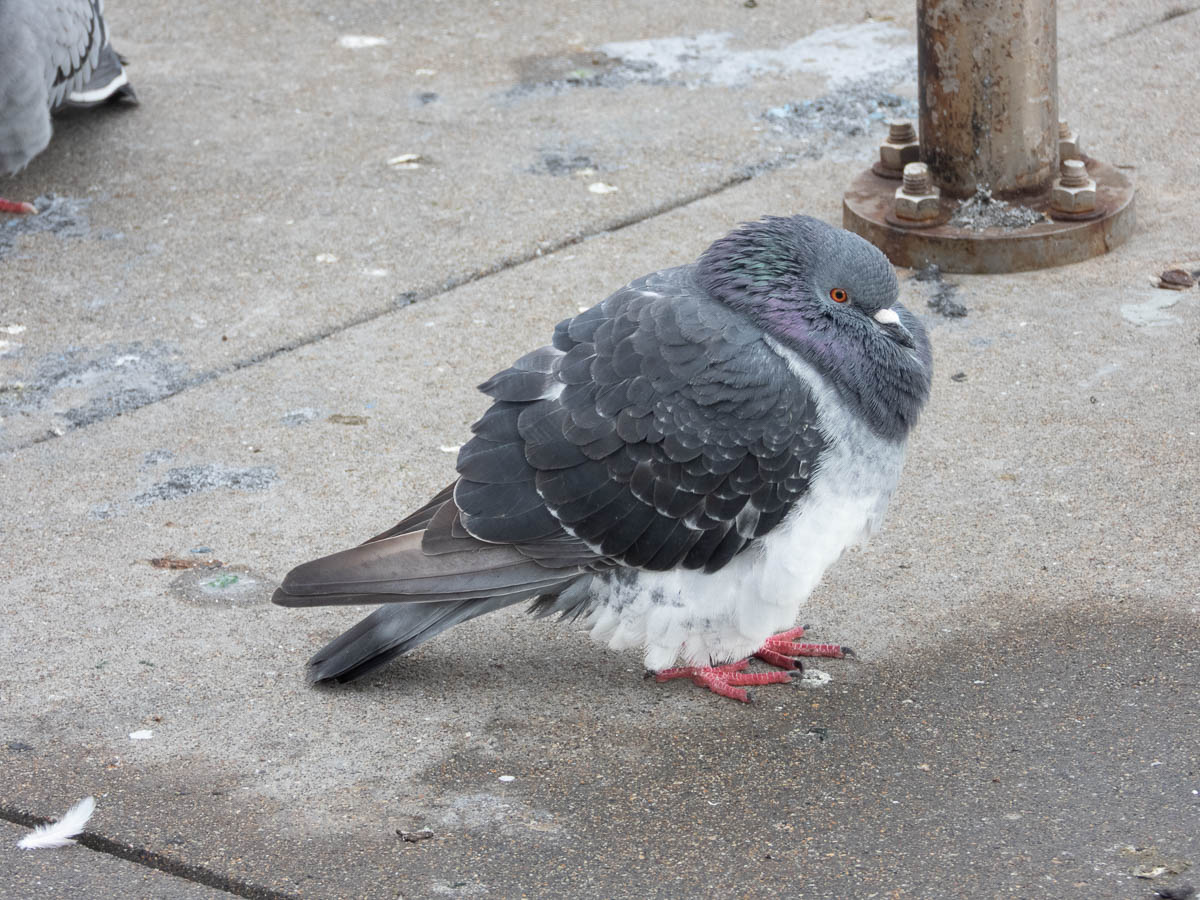 Rock Pigeon