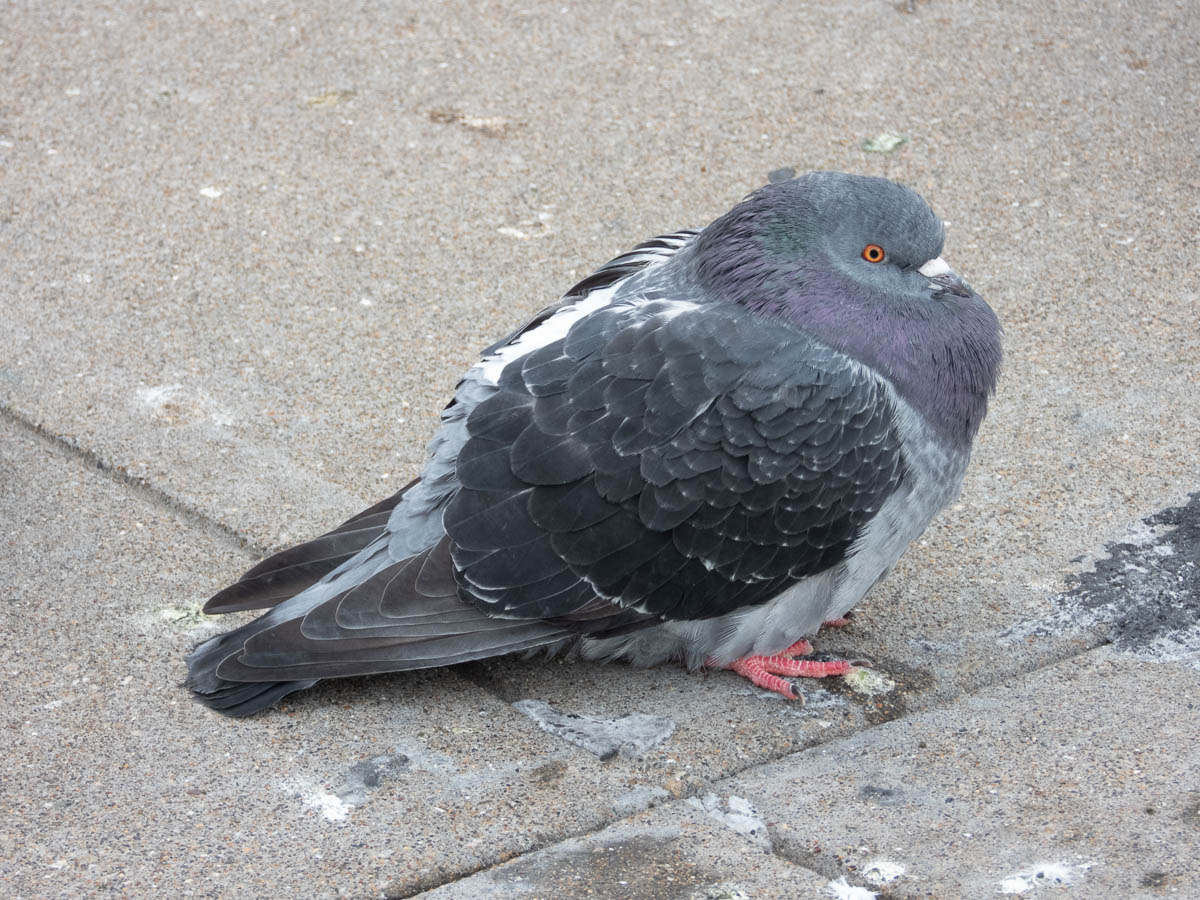 Rock Pigeon