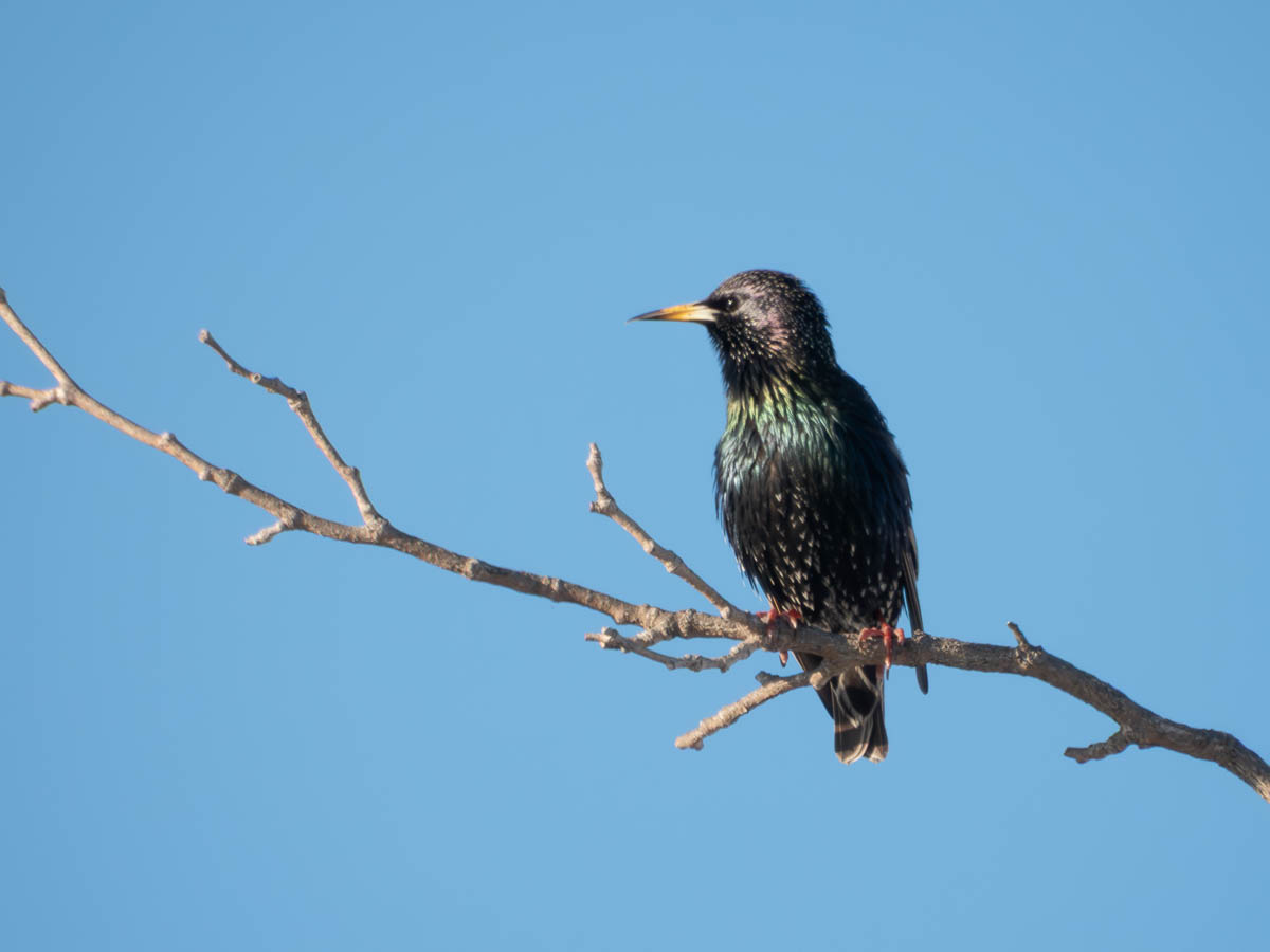 Another Starling!