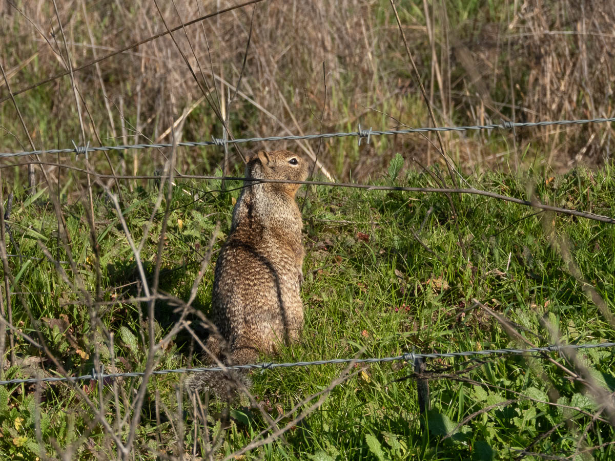California Ground Squirrel