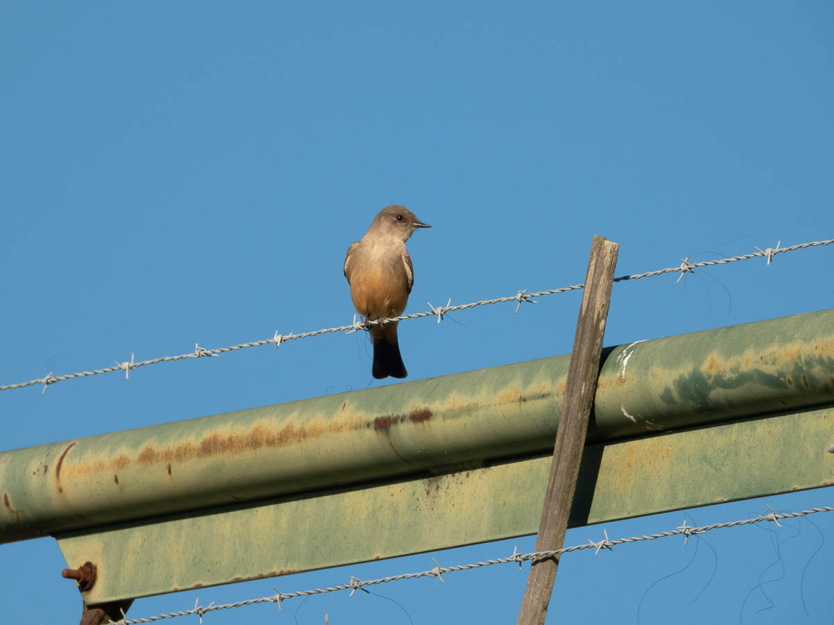 Say’s Phoebe