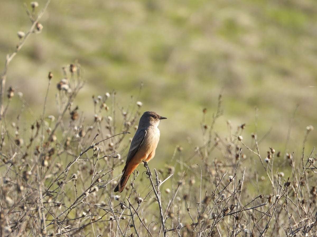 Say’s Phoebe