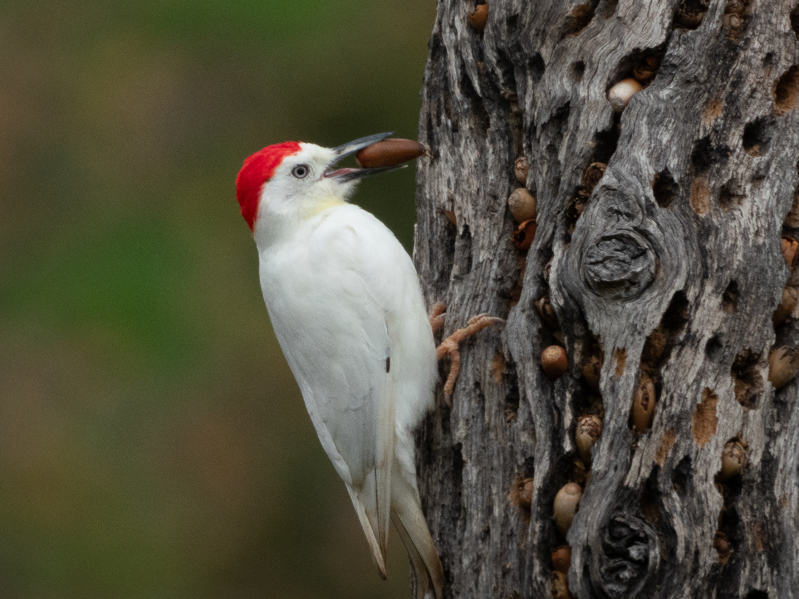 Leucistic Acorn Woodpecker