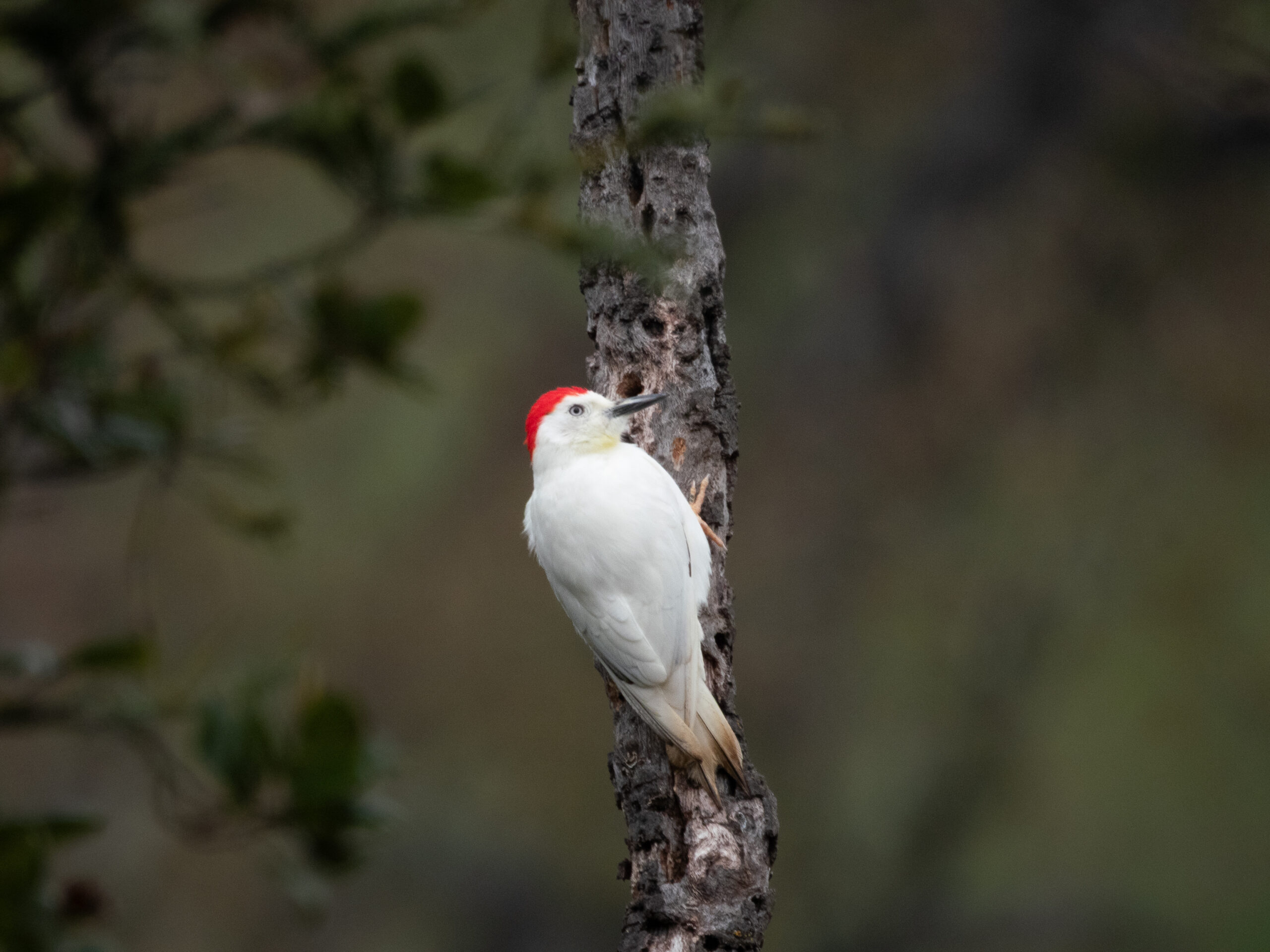 Leucistic Acorn Woodpecker