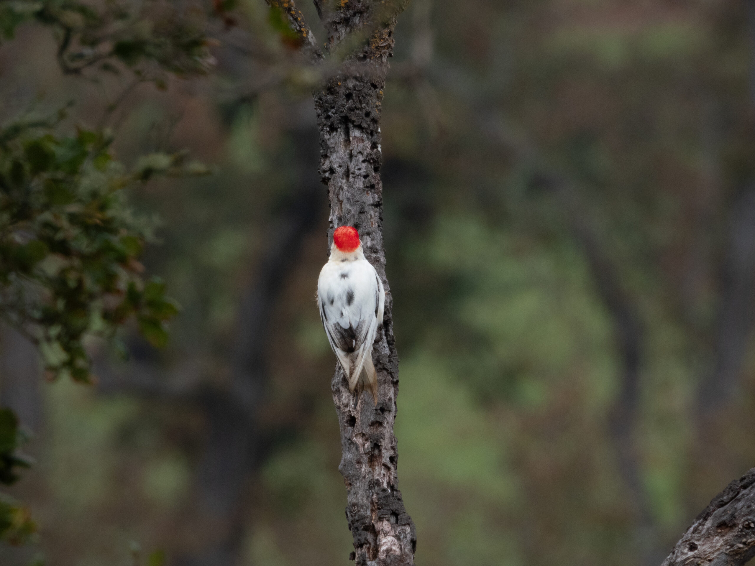 Leucistic Acorn Woodpecker