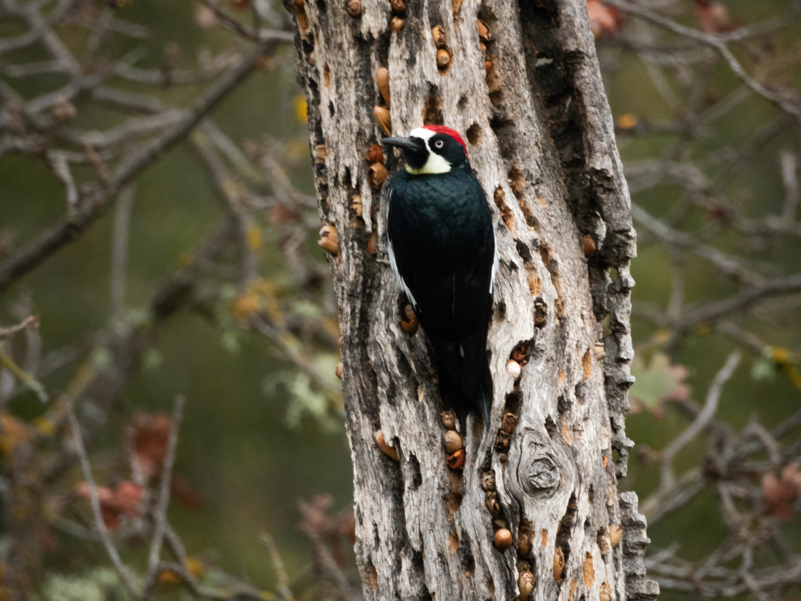 Acorn Woodpecker