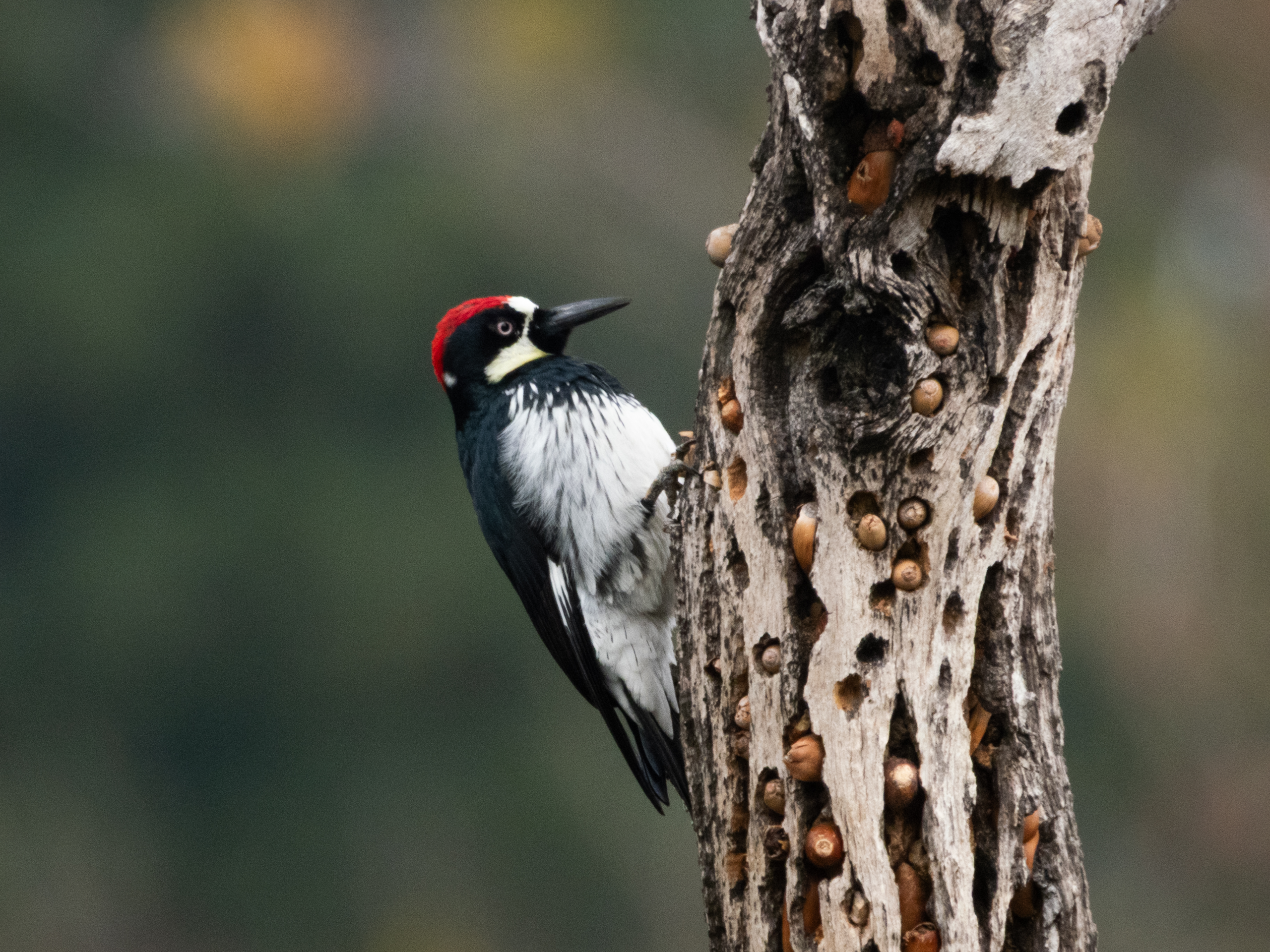 Acorn Woodpecker