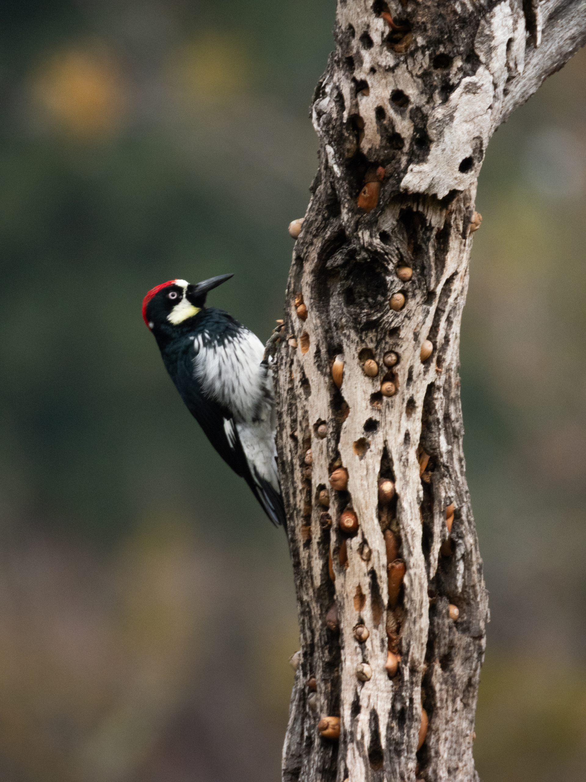 Acorn Woodpecker