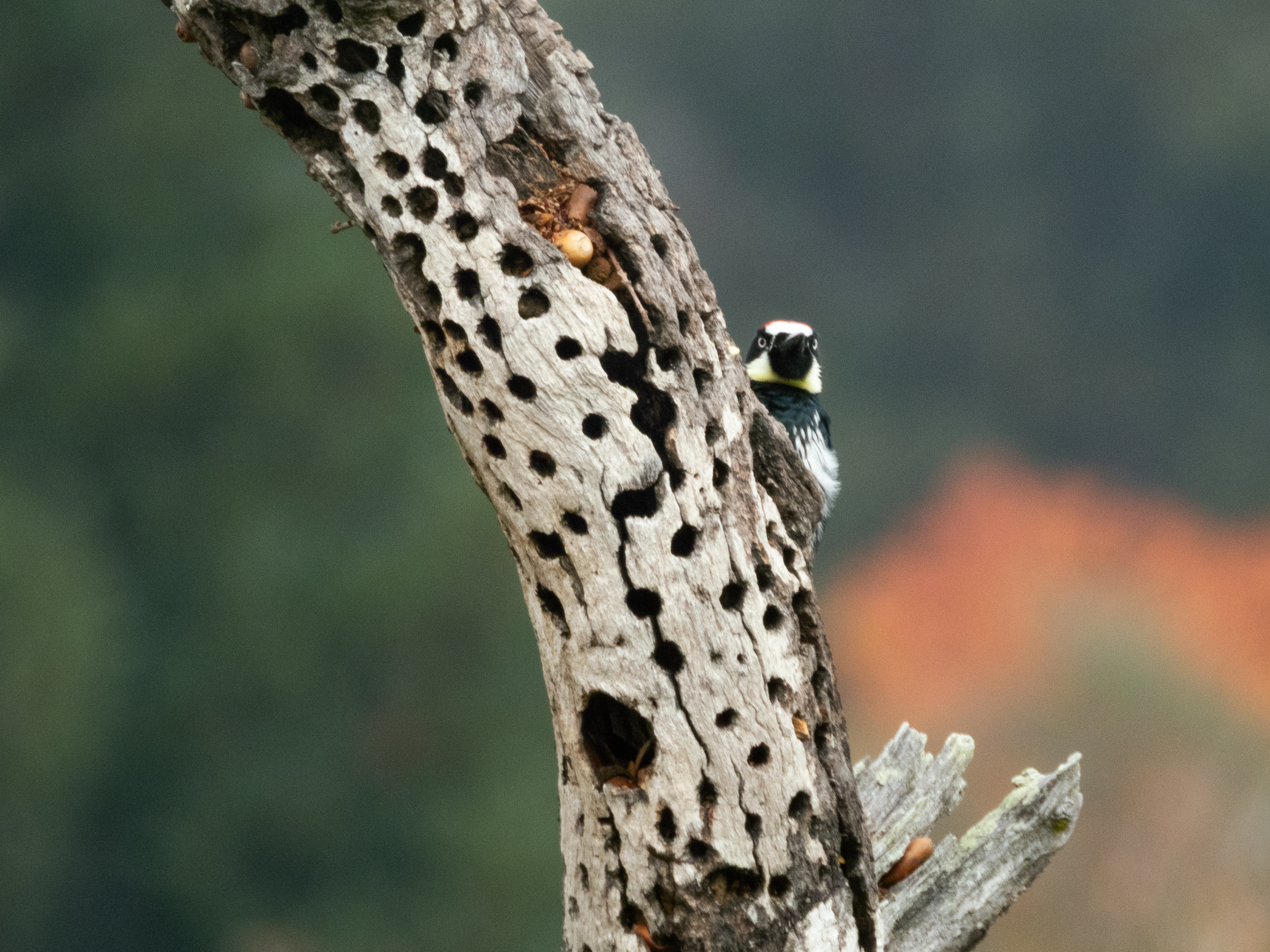 Acorn Woodpecker