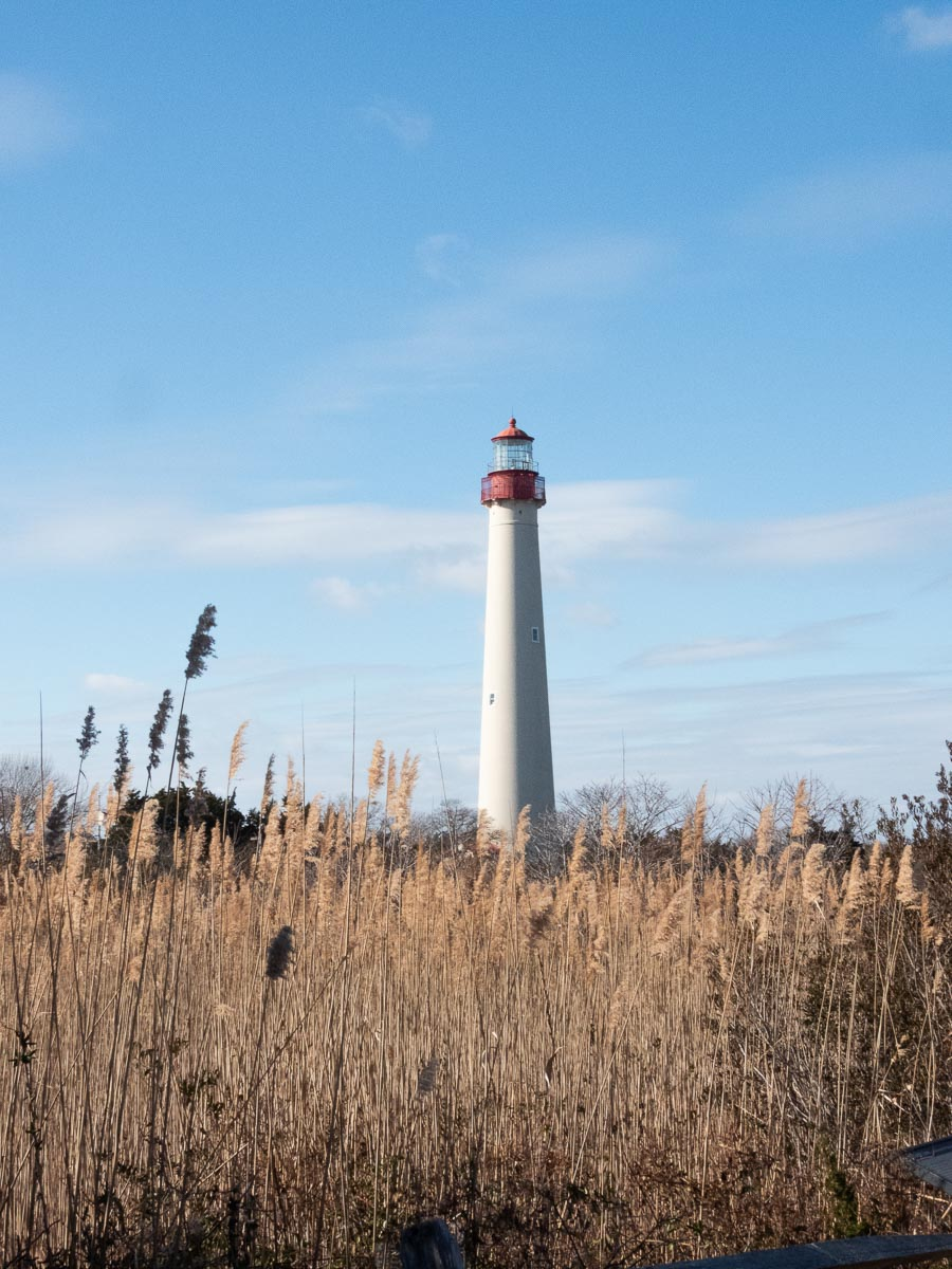 Birding at Cape May Point