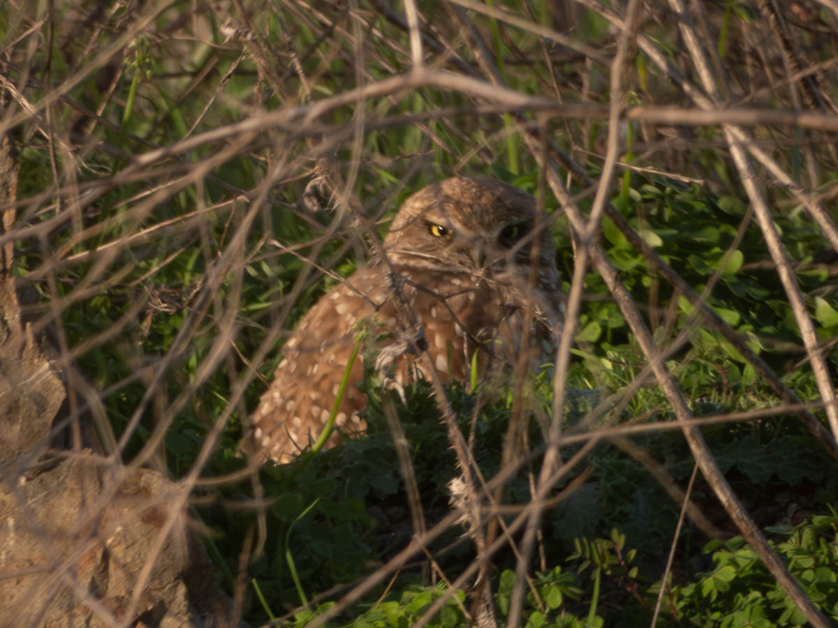 My First Burrowing Owl Sighting!