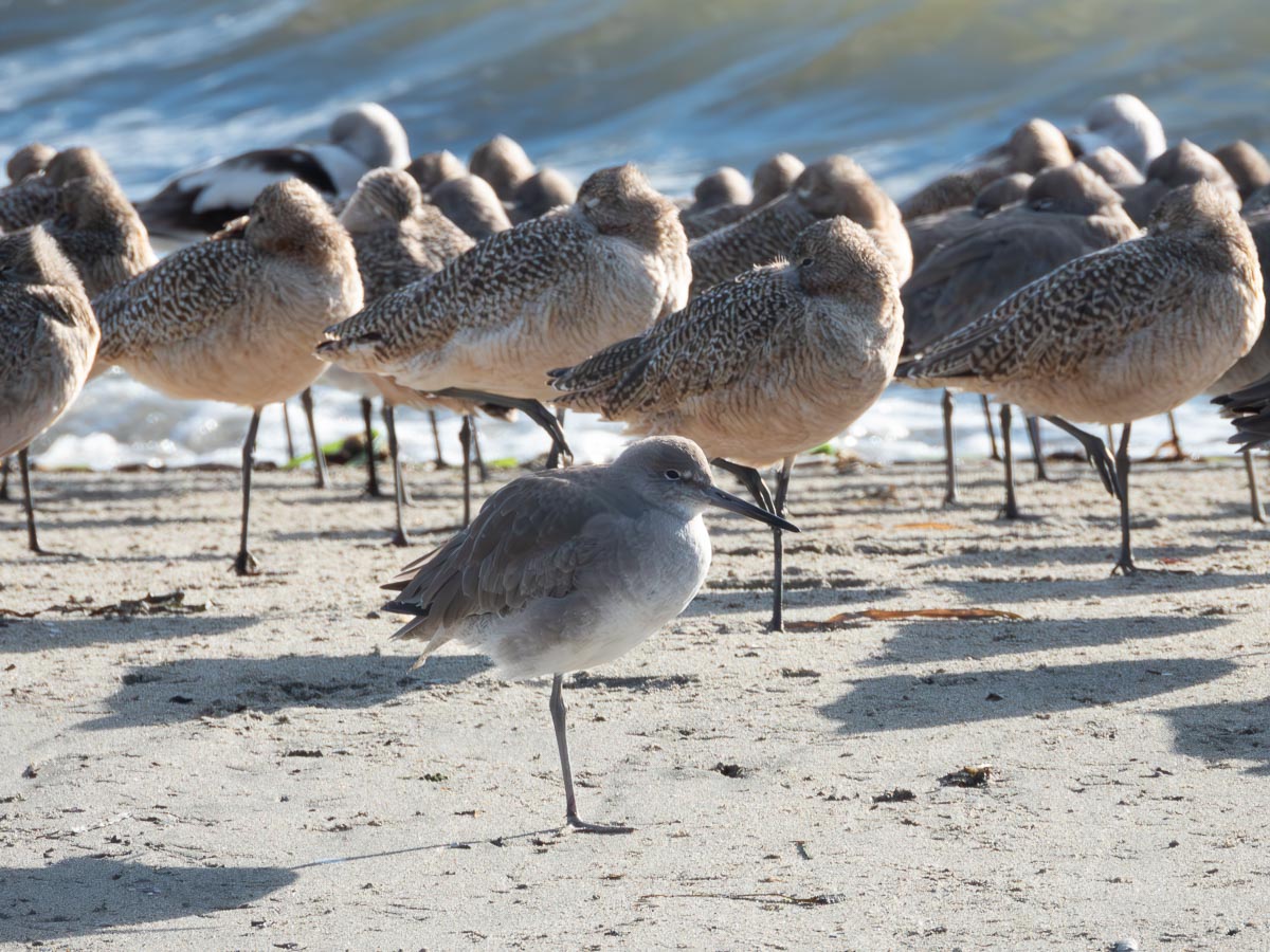 Morning Birds at Elsie Roemer Bird Sanctuary