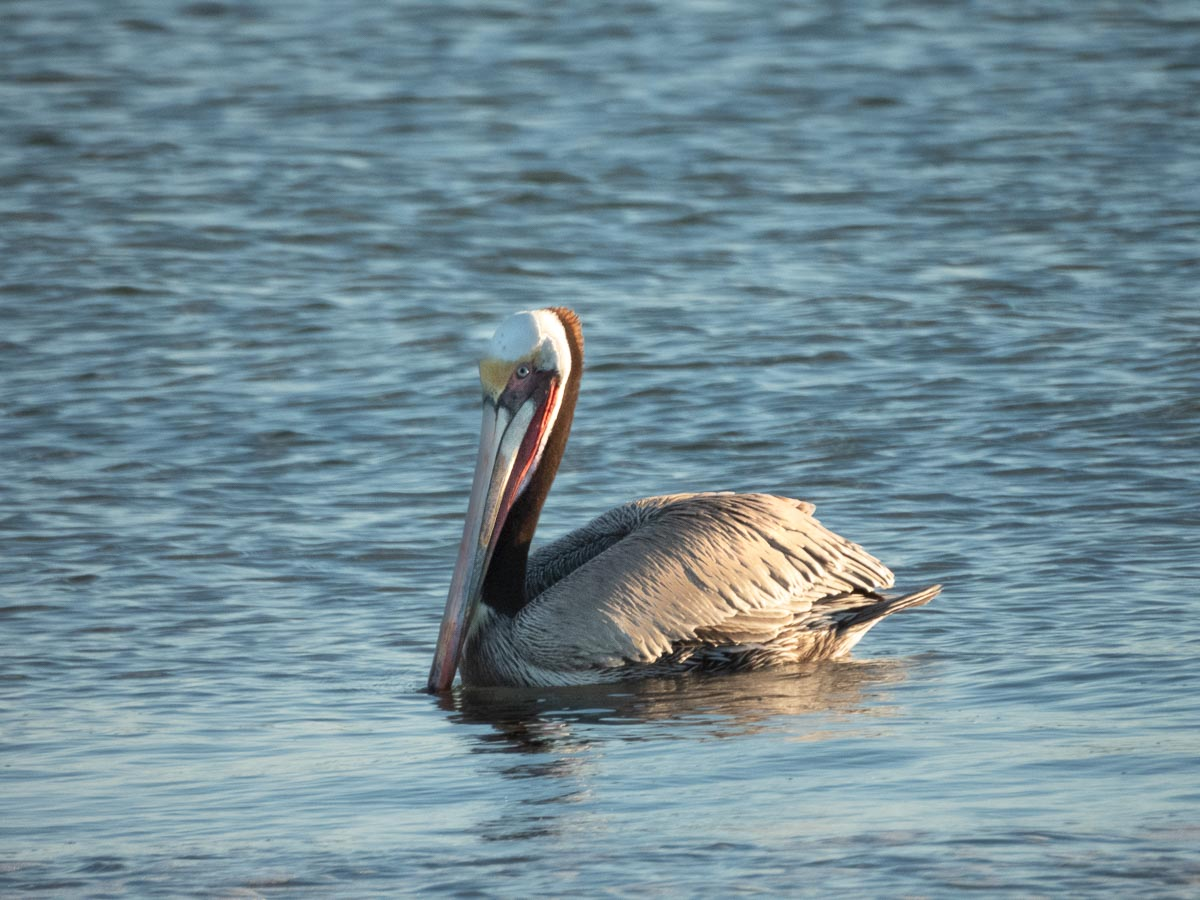 Evening at Elsie Roemer Bird Sanctuary