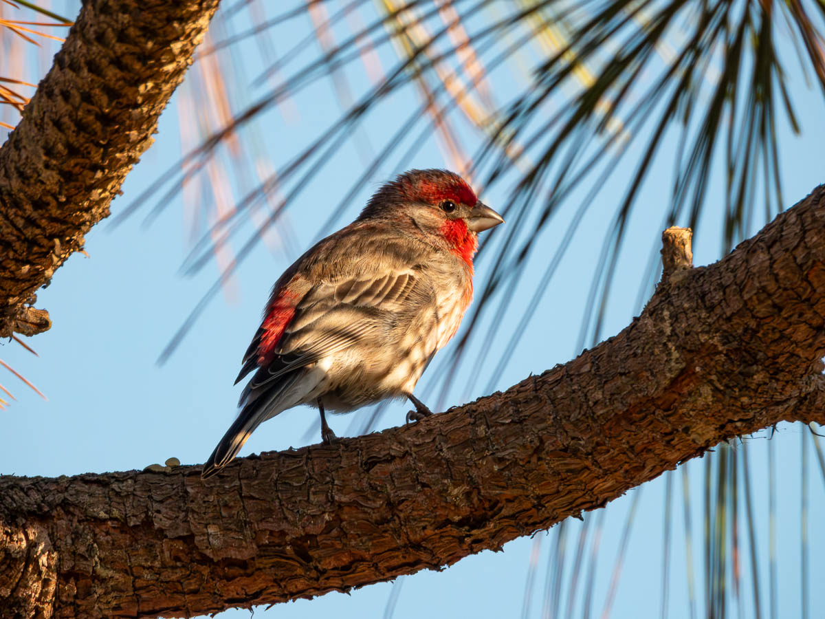 Beautiful Birds at Elsie Roemer!
