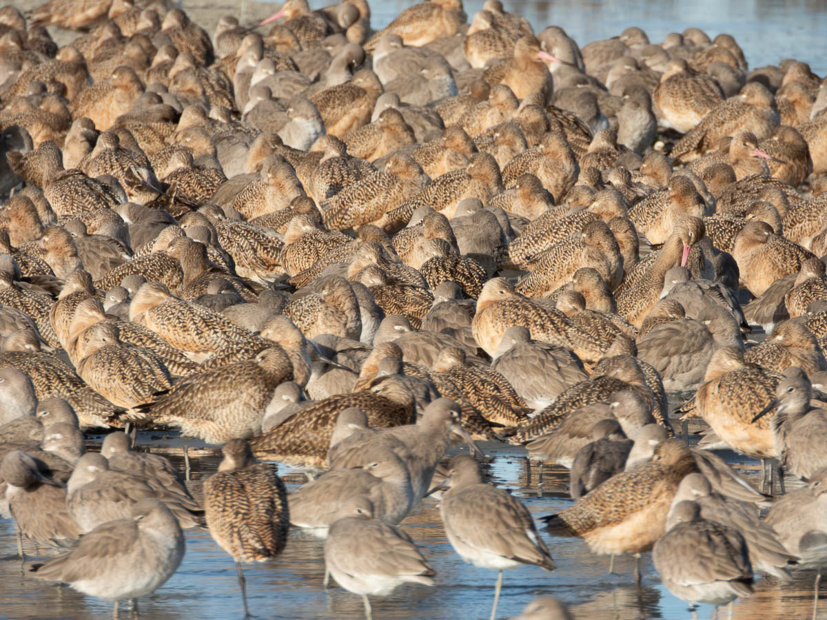 Elsie Roemer Birds Never Disappoint!